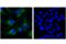 RAB27A, Member RAS Oncogene Family antibody, 69295S, Cell Signaling Technology, Immunofluorescence image 