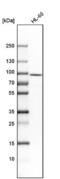 Ribonuclease L antibody, NBP1-87230, Novus Biologicals, Western Blot image 