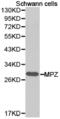 Myelin Protein Zero antibody, LS-C192839, Lifespan Biosciences, Western Blot image 