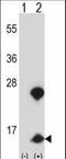 HMGN1 antibody, LS-C164937, Lifespan Biosciences, Western Blot image 