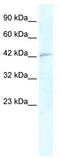 Ring Finger Protein 2 antibody, TA335663, Origene, Western Blot image 