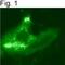 c-Myc Epitope Tag antibody, PA1-981, Invitrogen Antibodies, Immunofluorescence image 