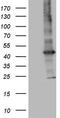 Serine/threonine-protein kinase mTOR antibody, TA805908, Origene, Western Blot image 
