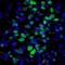 IgG-heavy and light chain antibody, A90-317D2, Bethyl Labs, Immunofluorescence image 