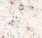 Uroplakin-1b antibody, 6499, ProSci Inc, Immunohistochemistry frozen image 