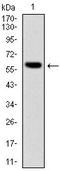 BLNK antibody, AM06644SU-N, Origene, Western Blot image 