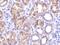 CTRP1 antibody, NBP1-76626, Novus Biologicals, Immunohistochemistry frozen image 
