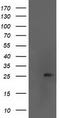 Adenylate kinase isoenzyme 4, mitochondrial antibody, TA503199S, Origene, Western Blot image 
