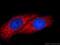 ANT2 antibody, 14841-1-AP, Proteintech Group, Immunofluorescence image 