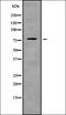 Rho Guanine Nucleotide Exchange Factor 4 antibody, orb338660, Biorbyt, Western Blot image 