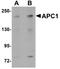 Anaphase Promoting Complex Subunit 1 antibody, NBP1-77375, Novus Biologicals, Western Blot image 
