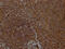 Intercellular Adhesion Molecule 3 antibody, CSB-PA010951LA01HU, Cusabio, Immunohistochemistry frozen image 