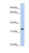 Purine Rich Element Binding Protein G antibody, NBP1-79362, Novus Biologicals, Western Blot image 