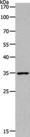 ACTH receptor antibody, PA5-50517, Invitrogen Antibodies, Western Blot image 