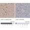 Leucine Zipper Protein 1 antibody, NBP1-81282, Novus Biologicals, Immunohistochemistry paraffin image 