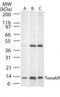 CD266 antibody, PA1-29818, Invitrogen Antibodies, Western Blot image 