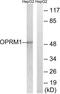 MOP antibody, LS-C120814, Lifespan Biosciences, Western Blot image 