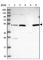 von Willebrand factor C and EGF domain-containing protein antibody, HPA043921, Atlas Antibodies, Western Blot image 