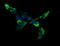Acetyl-CoA Acyltransferase 2 antibody, TA506126BM, Origene, Immunofluorescence image 