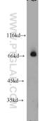 RAR Related Orphan Receptor A antibody, 10616-1-AP, Proteintech Group, Western Blot image 