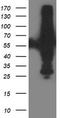 Probable Xaa-Pro aminopeptidase 3 antibody, TA503304, Origene, Western Blot image 