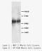 Hepatocyte Growth Factor antibody, LS-C171985, Lifespan Biosciences, Western Blot image 