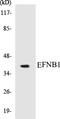 Ephrin B1 antibody, EKC1183, Boster Biological Technology, Western Blot image 