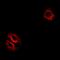 Ribosomal Protein L14 antibody, orb382013, Biorbyt, Immunocytochemistry image 