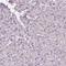Intraflagellar Transport 52 antibody, PA5-66920, Invitrogen Antibodies, Immunohistochemistry paraffin image 