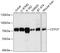 Cleavage Stimulation Factor Subunit 2 Tau Variant antibody, GTX64989, GeneTex, Western Blot image 