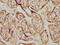 Cytochrome P450 Family 19 Subfamily A Member 1 antibody, CSB-RA006394A0HU, Cusabio, Immunohistochemistry frozen image 