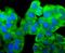 Ribosomal Protein SA antibody, A01691-2, Boster Biological Technology, Immunocytochemistry image 