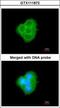 BCL2 Like 10 antibody, GTX111872, GeneTex, Immunofluorescence image 