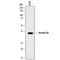 Annexin VIII antibody, AF8105, R&D Systems, Western Blot image 