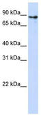 Kelch Like Family Member 1 antibody, TA345303, Origene, Western Blot image 