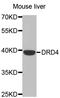 D(4) dopamine receptor antibody, STJ23433, St John
