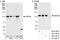 DEAD-Box Helicase 24 antibody, A300-696A, Bethyl Labs, Immunoprecipitation image 