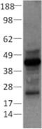 Keratin 10 antibody, 14-9001-82, Invitrogen Antibodies, Western Blot image 
