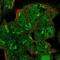 Vacuolar protein sorting-associated protein 54 antibody, NBP2-58379, Novus Biologicals, Immunofluorescence image 