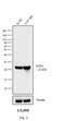 Mouse IgG (Fc) antibody, 31327, Invitrogen Antibodies, Western Blot image 