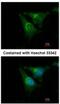 Jouberin antibody, NBP2-15309, Novus Biologicals, Immunofluorescence image 