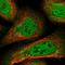 Regulatory Factor X3 antibody, HPA035689, Atlas Antibodies, Immunofluorescence image 