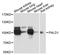 Phosphatase Domain Containing Paladin 1 antibody, A12893, ABclonal Technology, Western Blot image 