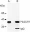 Nor1 antibody, GTX00588, GeneTex, Immunoprecipitation image 
