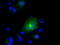 Ring Finger Protein 144B antibody, TA500709S, Origene, Immunofluorescence image 