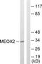 Homeobox protein MOX-2 antibody, TA314189, Origene, Western Blot image 