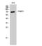 Poly(A) Binding Protein Cytoplasmic 3 antibody, STJ94928, St John