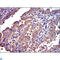CRK Proto-Oncogene, Adaptor Protein antibody, LS-C814011, Lifespan Biosciences, Flow Cytometry image 