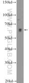 Protein O-Glucosyltransferase 3 antibody, 23345-1-AP, Proteintech Group, Western Blot image 