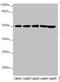 Eukaryotic Translation Elongation Factor 1 Gamma antibody, LS-C675688, Lifespan Biosciences, Western Blot image 